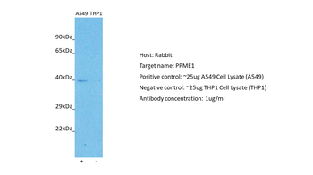 PPME1 Rabbit Polyclonal Antibody