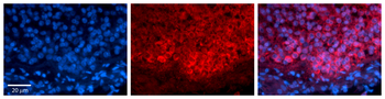 PPME1 Rabbit Polyclonal Antibody
