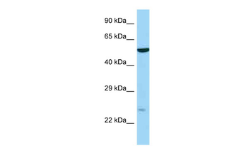 Rab9b Rabbit Polyclonal Antibody