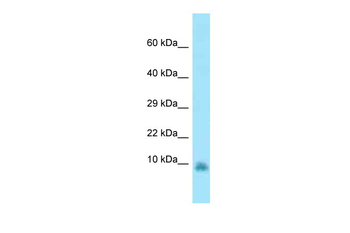 Gng13 Rabbit Polyclonal Antibody