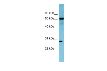 RASL12 Rabbit Polyclonal Antibody
