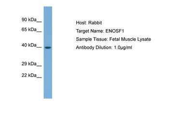 ENOSF1 Rabbit Polyclonal Antibody
