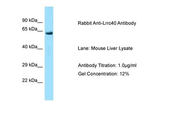 Lrrc40 Rabbit Polyclonal Antibody