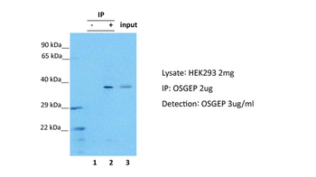 OSGEP Rabbit Polyclonal Antibody