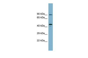 WIPI1 Rabbit Polyclonal Antibody