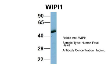 WIPI1 Rabbit Polyclonal Antibody