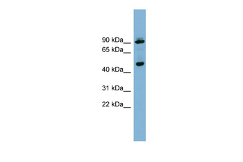 WIPI1 Rabbit Polyclonal Antibody
