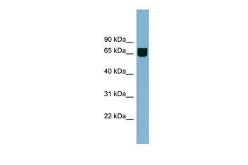 RIC8B Rabbit Polyclonal Antibody