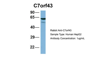 C7orf43 Rabbit Polyclonal Antibody