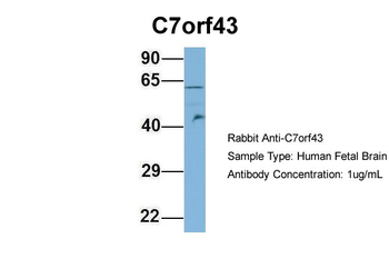 C7orf43 Rabbit Polyclonal Antibody