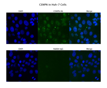 CENPN Rabbit Polyclonal Antibody