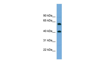 TERF2IP Rabbit Polyclonal Antibody