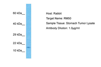 MRPL50 Rabbit Polyclonal Antibody