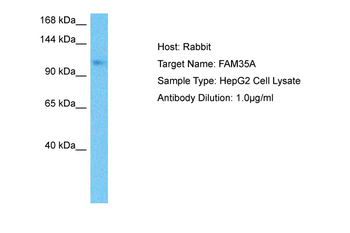 SHLD2 Rabbit Polyclonal Antibody
