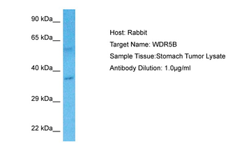 WDR5B Rabbit Polyclonal Antibody