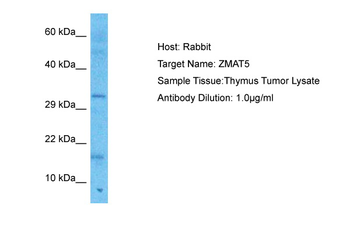 ZMAT5 Rabbit Polyclonal Antibody