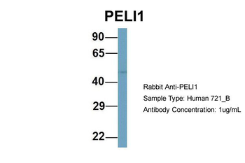 PELI1 Rabbit Polyclonal Antibody