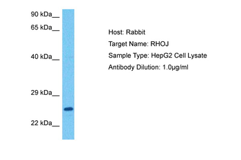 RHOJ Rabbit Polyclonal Antibody