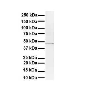 STAMBPL1 Rabbit Polyclonal Antibody