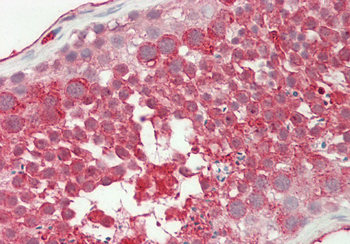 Wdfy1 Rabbit Polyclonal Antibody