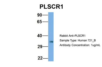 PLSCR1 Rabbit Polyclonal Antibody