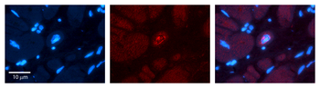 PLSCR1 Rabbit Polyclonal Antibody