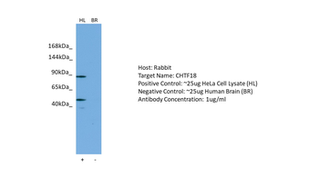 CHTF18 Rabbit Polyclonal Antibody