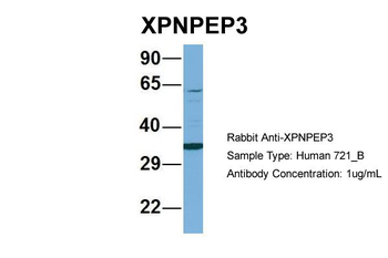 XPNPEP3 Rabbit Polyclonal Antibody