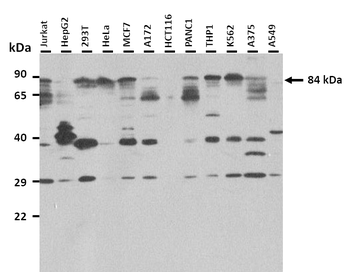 MFN1 Rabbit Polyclonal Antibody