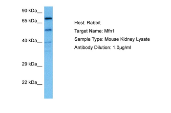 MFN1 Rabbit Polyclonal Antibody