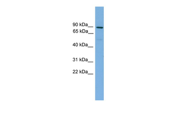 MFN1 Rabbit Polyclonal Antibody