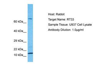 MRPS33 Rabbit Polyclonal Antibody