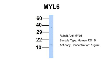 MYL6 Rabbit Polyclonal Antibody
