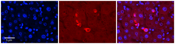MAPK7 Rabbit Polyclonal Antibody