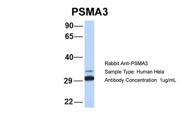 PSMA3 Rabbit Polyclonal Antibody