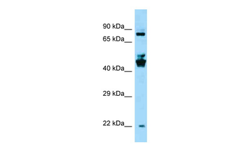 SPDYE3 Rabbit Polyclonal Antibody