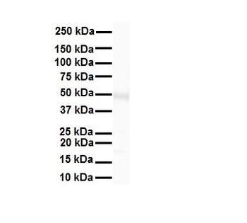 TRIM10 Rabbit Polyclonal Antibody
