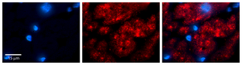 GTF2I Rabbit Polyclonal Antibody