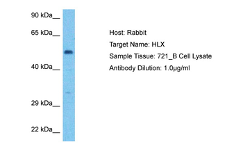 HLX Rabbit Polyclonal Antibody
