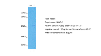 NKX3-2 Rabbit Polyclonal Antibody