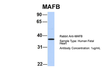 MAFB Rabbit Polyclonal Antibody