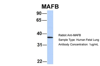 MAFB Rabbit Polyclonal Antibody
