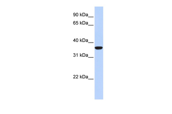 MAFB Rabbit Polyclonal Antibody