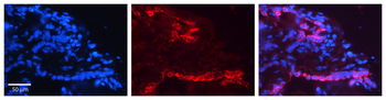 KRT7 Rabbit Polyclonal Antibody