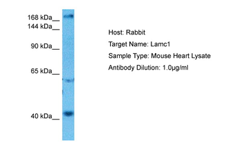 LAMC1 Rabbit Polyclonal Antibody