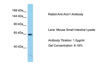 Acin1 Rabbit Polyclonal Antibody