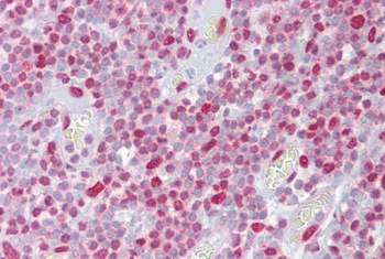 H2AFX Rabbit Polyclonal Antibody