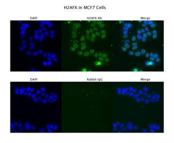 H2AFX Rabbit Polyclonal Antibody