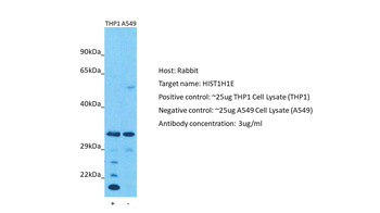 HIST1H1E Rabbit Polyclonal Antibody