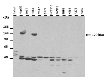 COL1A2 Rabbit Polyclonal Antibody